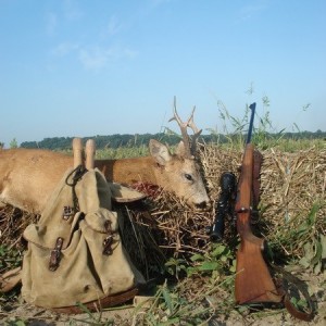 Roe deer hunt, Croatia