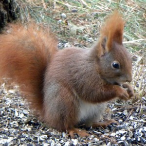 A little Red Squirrel, Denmark