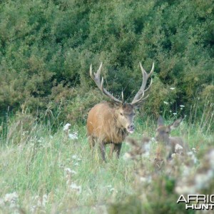 Red Deer stags roaring in the hills of Bavaria