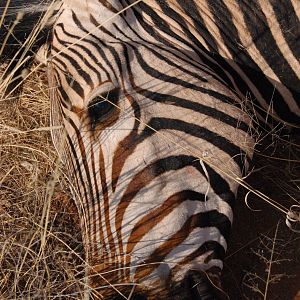 Hartmann's Mountain Zebra hunted in Namibia