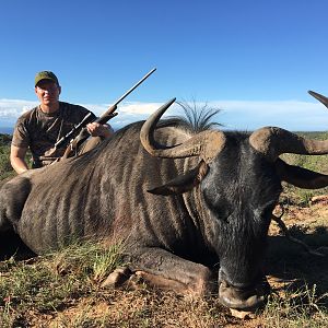 Blue Wildebeest Hunting South Africa