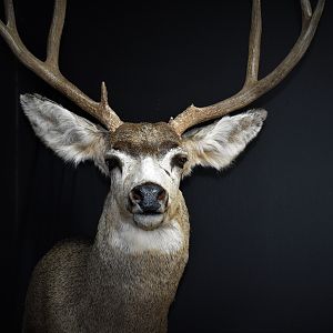 West Texas Mule Deer Shoulder Mount Taxidermy
