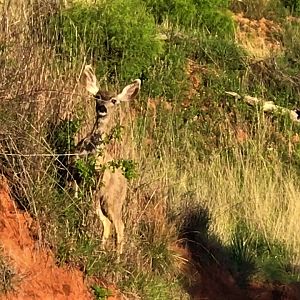 Mule Deer Texas USA