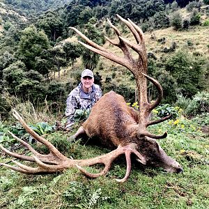 Red Stag- New Zealand