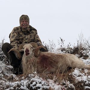 Texas USA Hunting Texas Dall Sheep