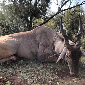 South Africa Hunting Eland