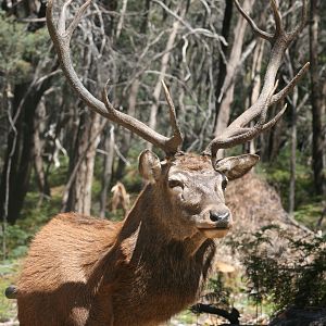 Red Stag Shoulder Mount Taxidermy