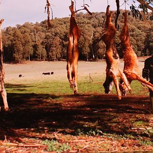 Trapping Dingos in Australia