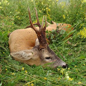 Hunt Roe Deer in Romania