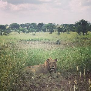 Young Mozambique Lions