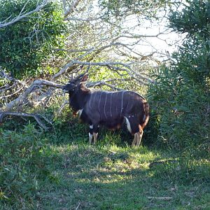 Nyala Port Elizabeth South Africa