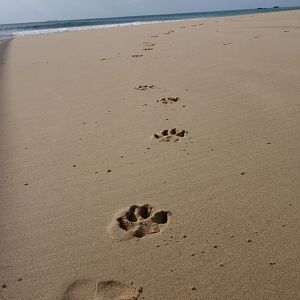 Dog tracks on the beach