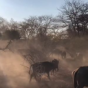 Buffalo cull hunt with Henry Griffiths safaris