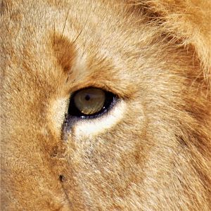 Lions Eye