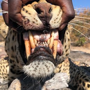 Leopard's Teeth