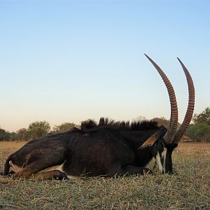 Hunting Sable in Zambia