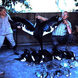 Spur-winged Goose Hunting Tanzania during 60's