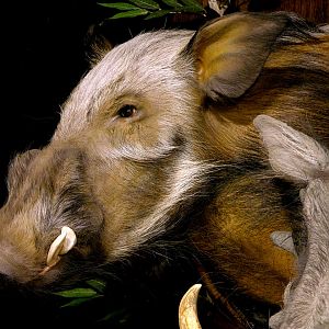 Bushpig/Warthog Combo Shoulder Mount Wall Piece Taxidermy