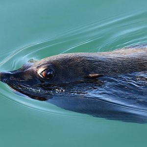Seal