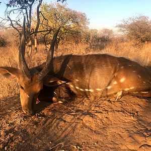 Zambia Hunt Chobe Bushbuck