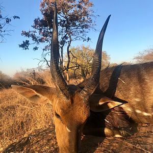 Hunting Chobe Bushbuck in Zambia