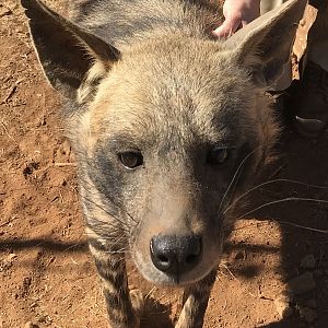 Brown Hyena South Africa