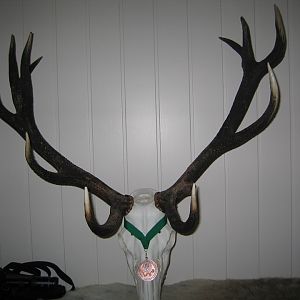 Bronze medal Red Stag European Skull Mount Taxidermy