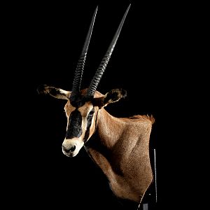 Gemsbok Shoulder Mount Taxidermy