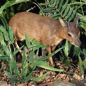 Royal Antelope Full Mount Taxidermy