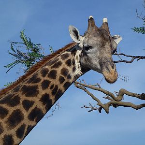 Giraffe Full Mount Taxidermy