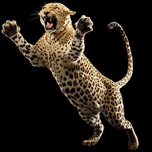 Leopard Full Mount Taxidermy