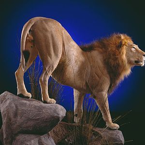 Lion Full Mount Taxidermy