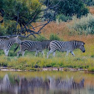 Late afternoon Zebra reflections