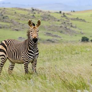 Inquisitive Mountain Zebra