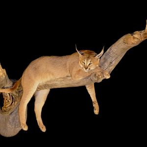 Caracal Full Wall Mount Taxidermy