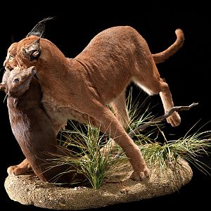 Caracal with Blue Duiker kill Full Mount Taxidermy