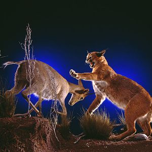 Caracal Attacking Full Mount Taxidermy