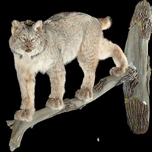 Lynx Full Mount Taxidermy