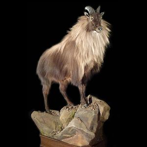 Tahr Full Mount Taxidermy