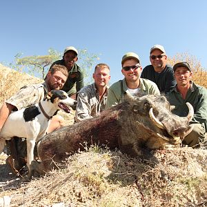 Warthog Hunt Namibia