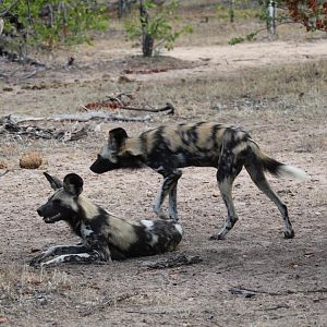 Wild Dogs in Zimbabwe