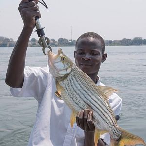 Tigerfish Fishing Zimbabwe