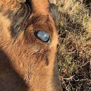 Old Red Hartebeest blind in eye