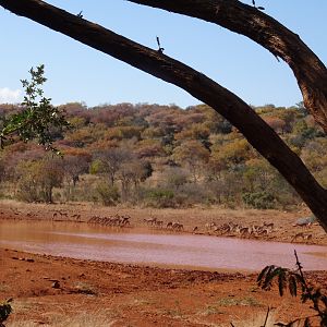 Impala at waterhole South Africa