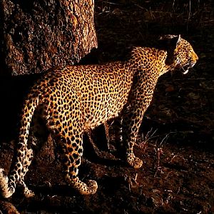 Leopard Tanzania