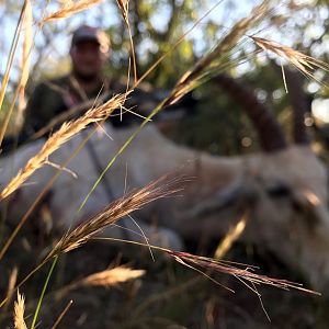 White Blesbuck “Damaliscus Pygargus Phillipsi” Bowhunting South Africa