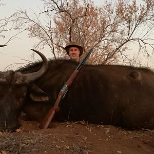 Hunt Buffalo Cow in South Africa