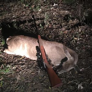 Hunt Deer in Texas USA