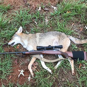 Texas USA Hunt Coyote