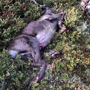 Alaska USA Hunt Caribou